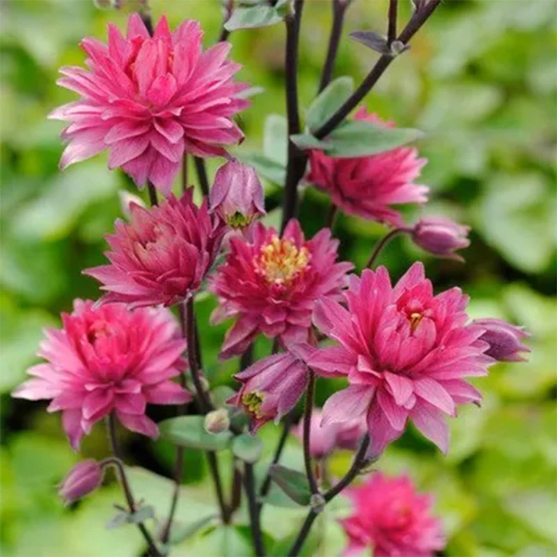 Cat's Paw Flowers Seeds - Image 2