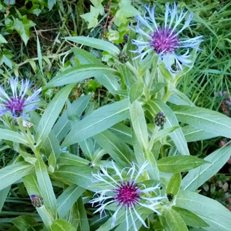 Centaurea montana- Bachelor Buttons - Image 4