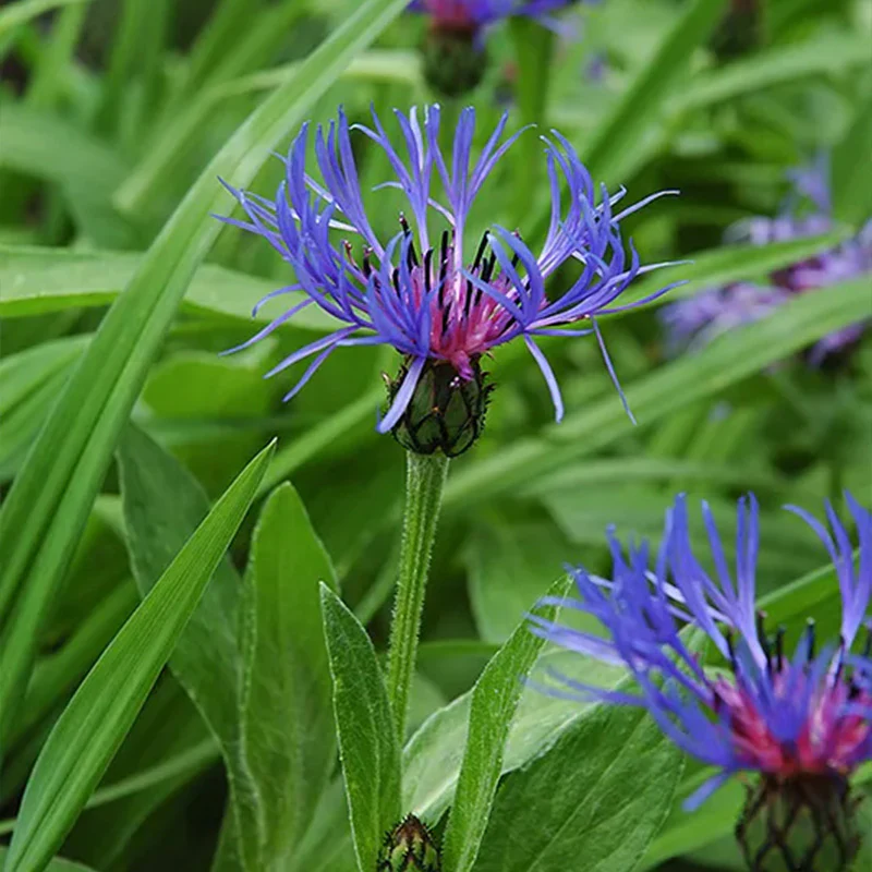 Centaurea montana- Bachelor Buttons - Image 5