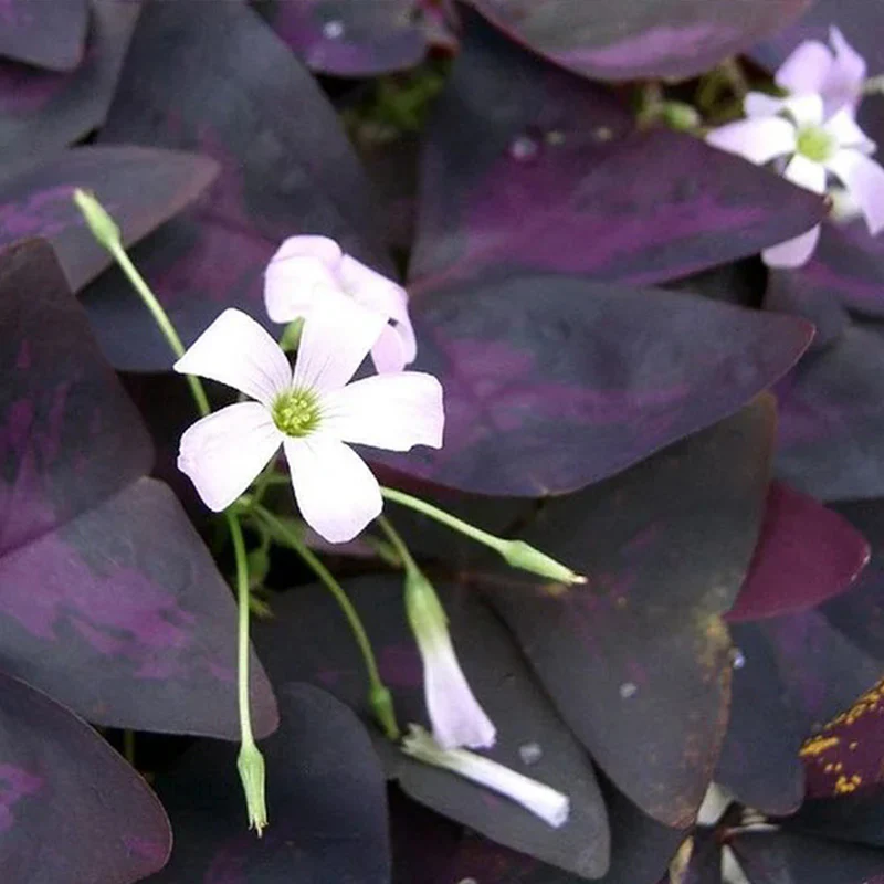 Charming Butterfly Plant Seeds - Image 2