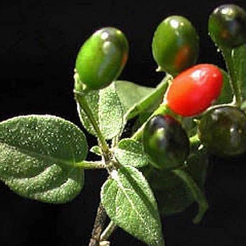 Chile Pequin Peppers - Tiny brilliantly red Chile Peppers - They Pack a Punch!! - Image 3