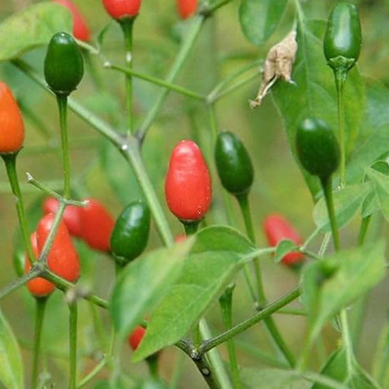 Chile Pequin Peppers - Tiny brilliantly red Chile Peppers - They Pack a Punch!! - Image 4