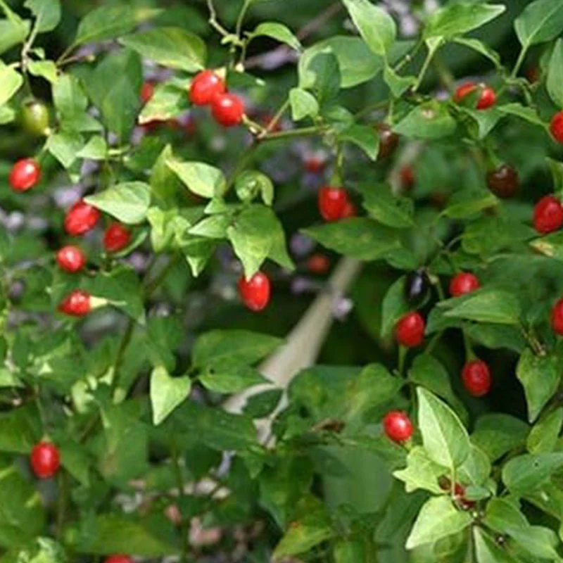 Chile Pequin Peppers - Tiny brilliantly red Chile Peppers - They Pack a Punch!! - Image 6