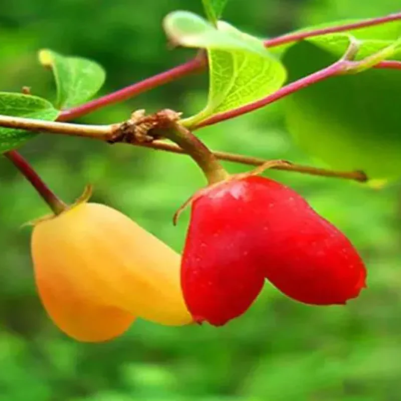 Choniccra standishii-Love Fruit Seeds - Image 2