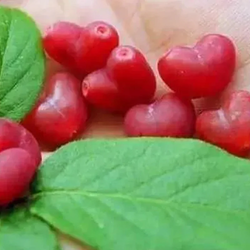 Choniccra standishii-Love Fruit Seeds - Image 3