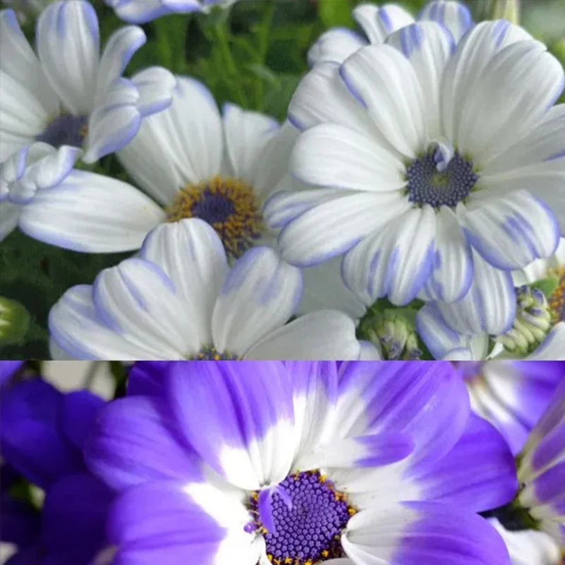 Cineraria Mix Flower Seeds - Image 3
