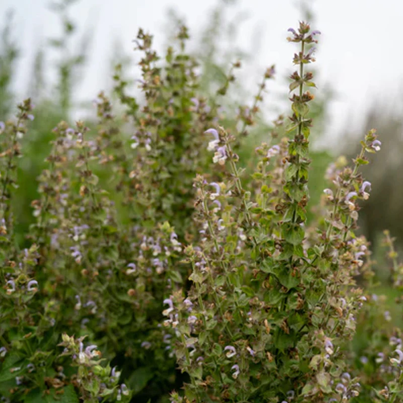 Clary Sage - Image 6