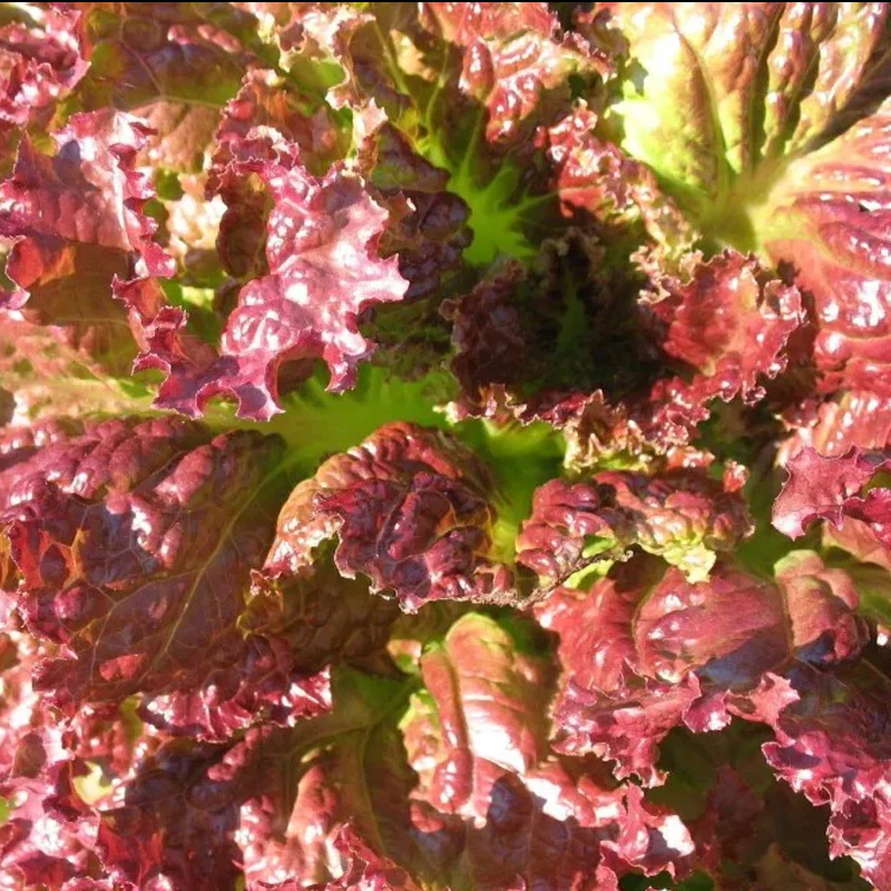 Coffee Leaf lettuce Seeds - Image 6