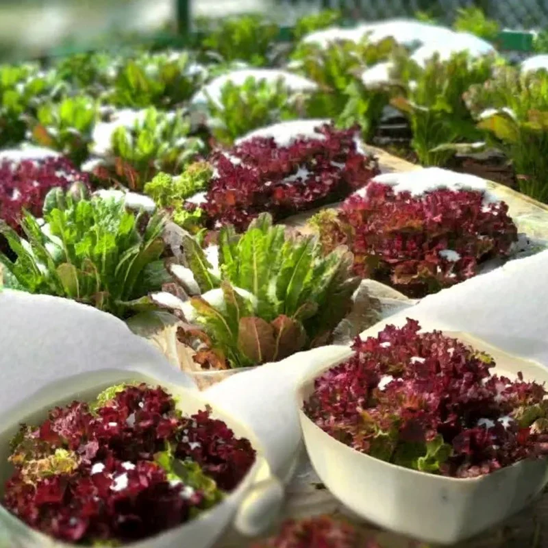 Coffee Leaf lettuce Seeds - Image 8