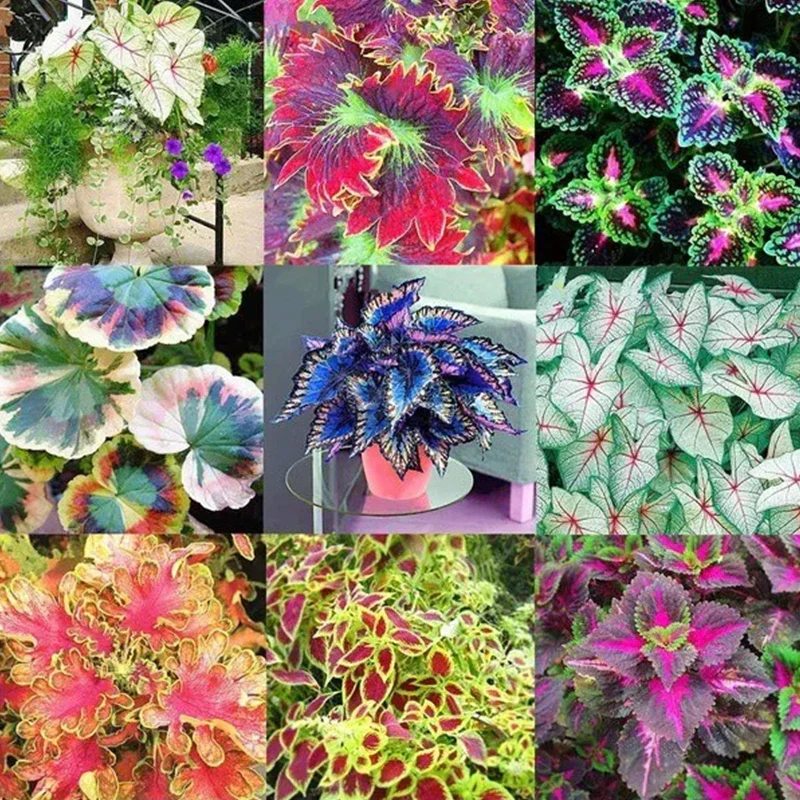 Coleus Bonsai Flower Leaf Plants Rainbow Dragon Seeds - Image 10