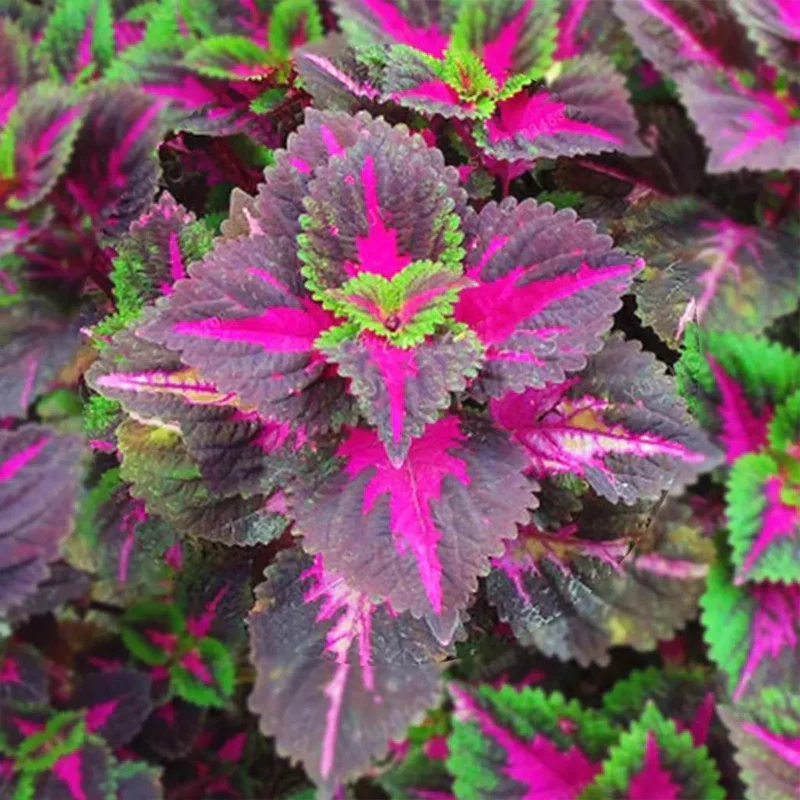 Coleus Bonsai Flower Leaf Plants Rainbow Dragon Seeds - Image 2