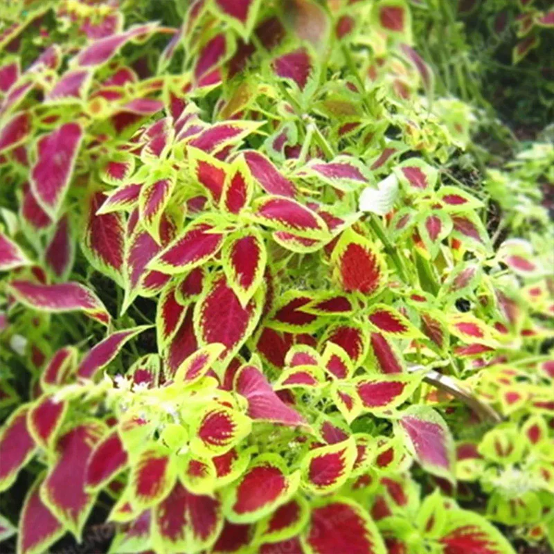 Coleus Bonsai Flower Leaf Plants Rainbow Dragon Seeds - Image 6