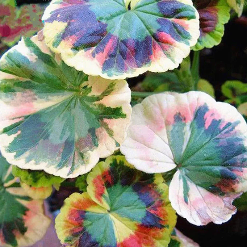 Coleus Bonsai Flower Leaf Plants Rainbow Dragon Seeds - Image 9