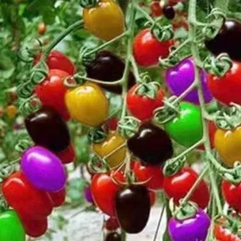 Colorful Cherry Tomatoes Seeds - Image 2