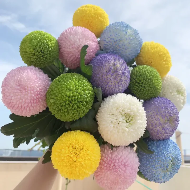 Colorful Ping Pong Chrysanthemum Seeds - Image 6