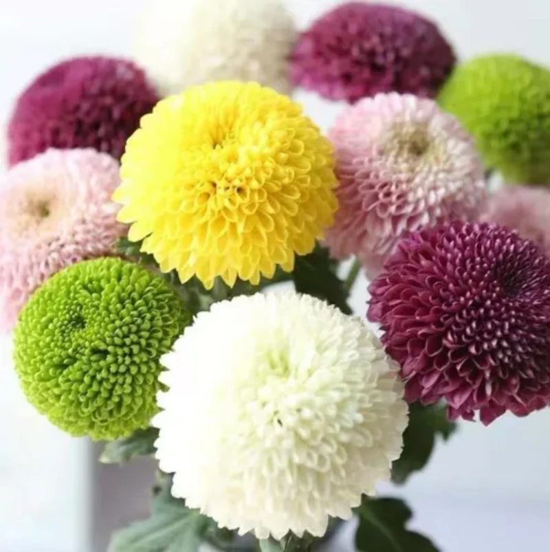 Colorful Ping Pong Chrysanthemum Seeds - Image 8