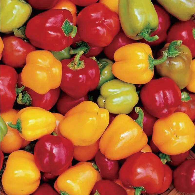 Colorful Sweet Pepper Seeds Organic - Image 6