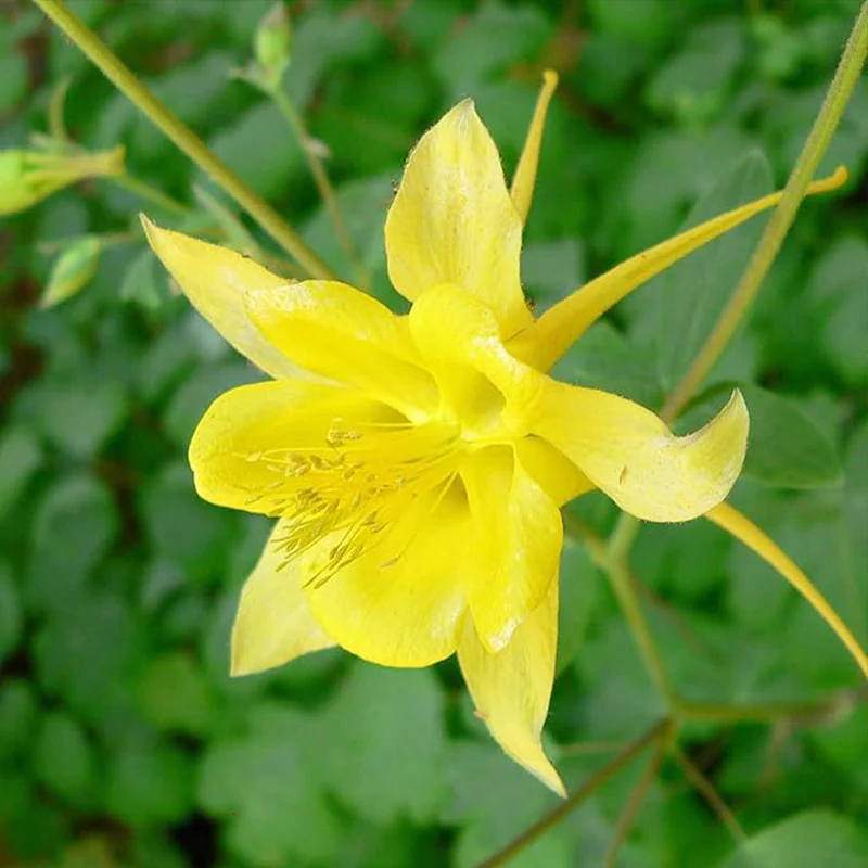 Columbine Seeds Aquilegia Seeds Bright Yellow Perennial Attract Butterflies - Image 3
