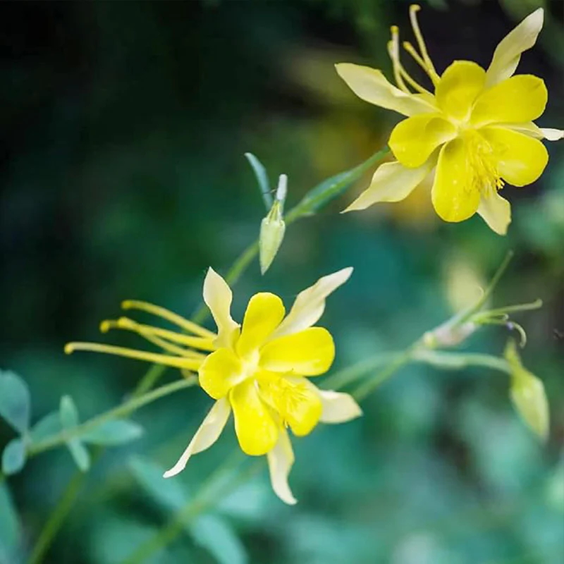 Columbine Seeds Aquilegia Seeds Bright Yellow Perennial Attract Butterflies - Image 4