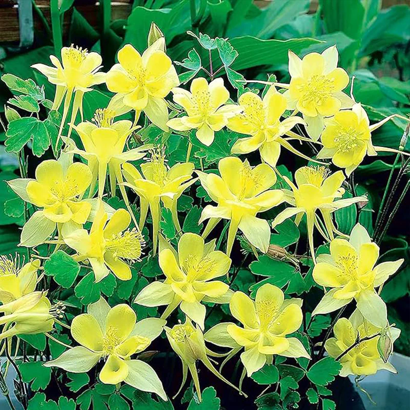 Columbine Seeds Aquilegia Seeds Bright Yellow Perennial Attract Butterflies - Image 5