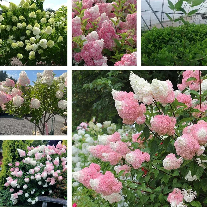Cone Hydrangea Flowers Seeds-Vanilla Strawberry & Limelight - Image 4