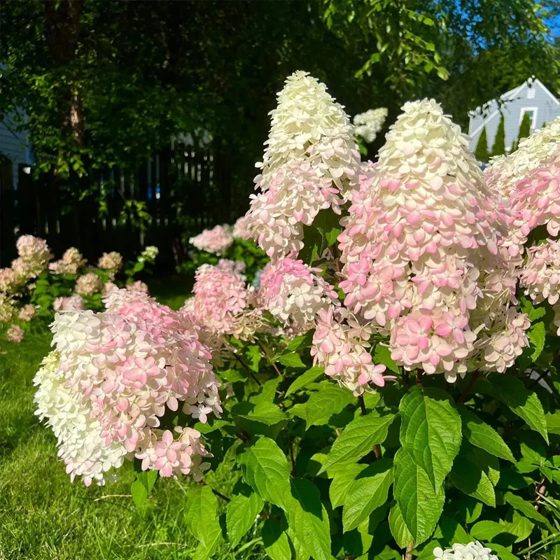 Cone Hydrangea Flowers Seeds-Vanilla Strawberry & Limelight - Image 5