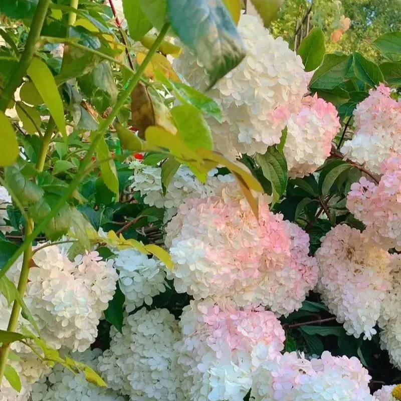 Cone Hydrangea Flowers Seeds-Vanilla Strawberry & Limelight - Image 7