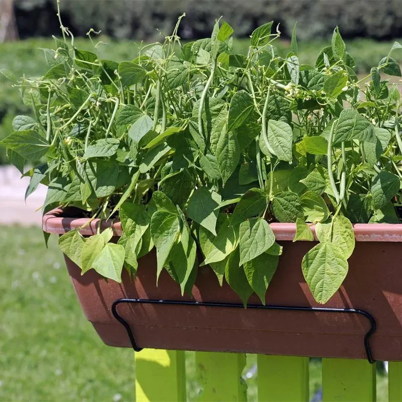 Container Bush Beans Mascotte - Image 4