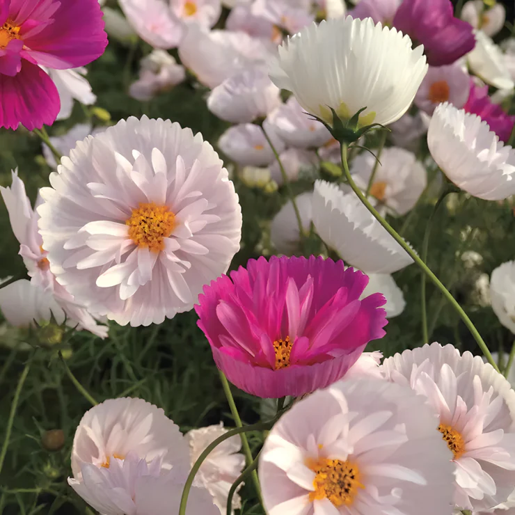 Cosmos bipinnatus 'Cupcakes and Saucers Mix' Seeds - Image 3