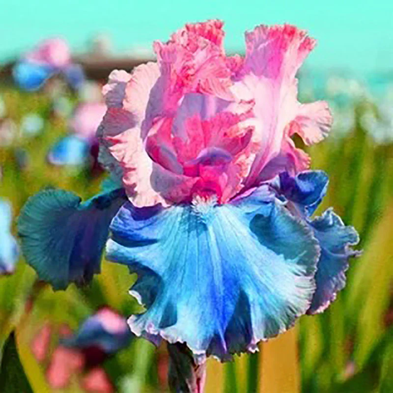 Pink fruit-Rare Iris Seeds⚜️ - Image 10