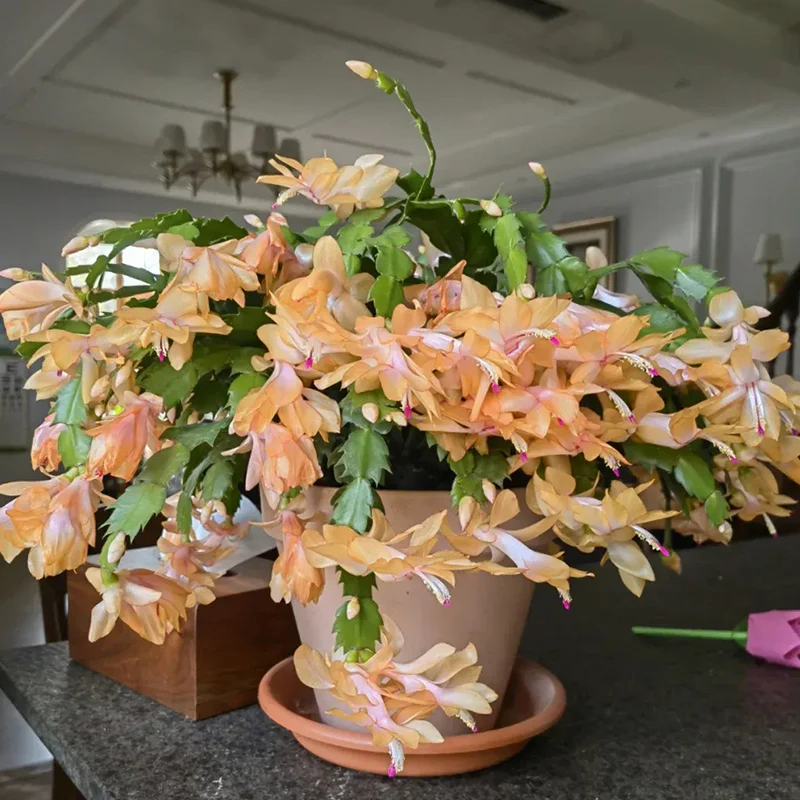 Crab Claw Orchid - The Icing On The Cake - Image 2