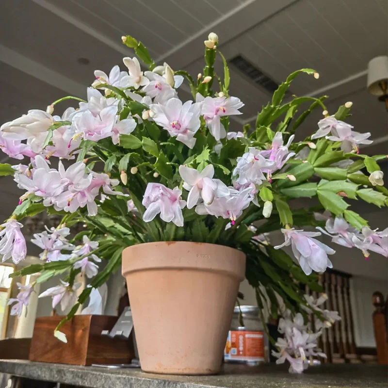 Crab Claw Orchid - The Icing On The Cake - Image 3