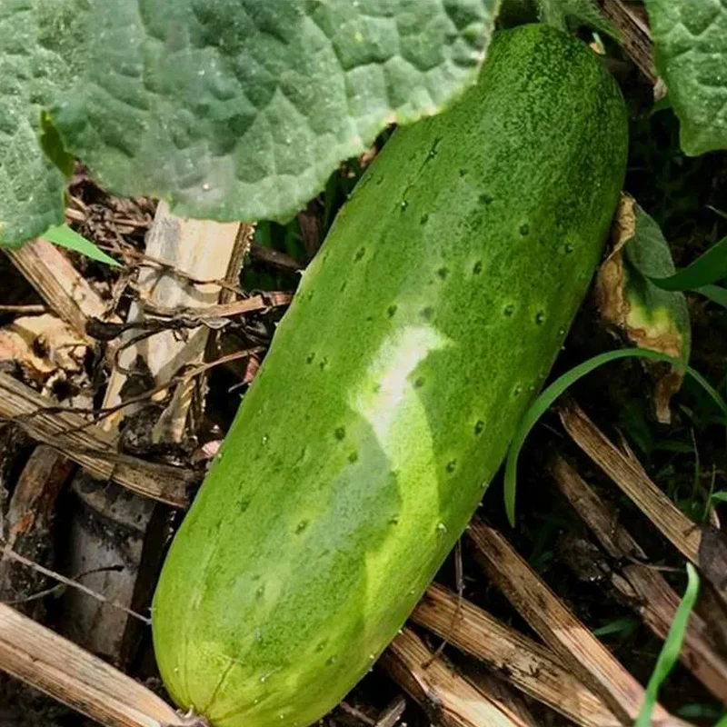 Crawling Cucumbers Seeds - Image 2