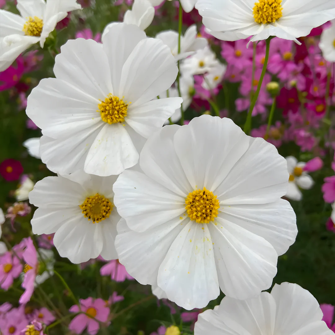 Crazy For Mixed Cosmos Flower Seed - Image 5