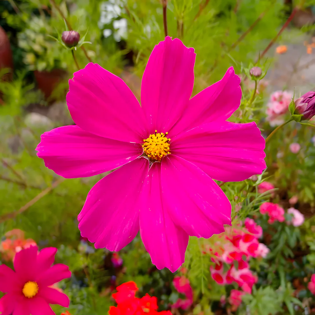 Crazy For Mixed Cosmos Flower Seed - Image 6