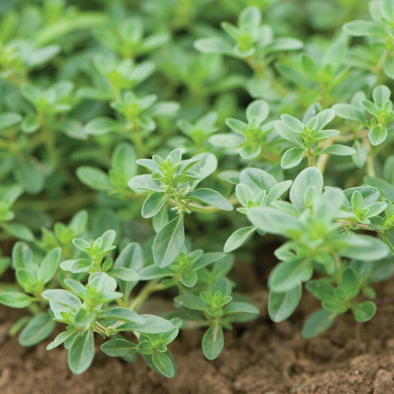 Creeping Thyme Seed