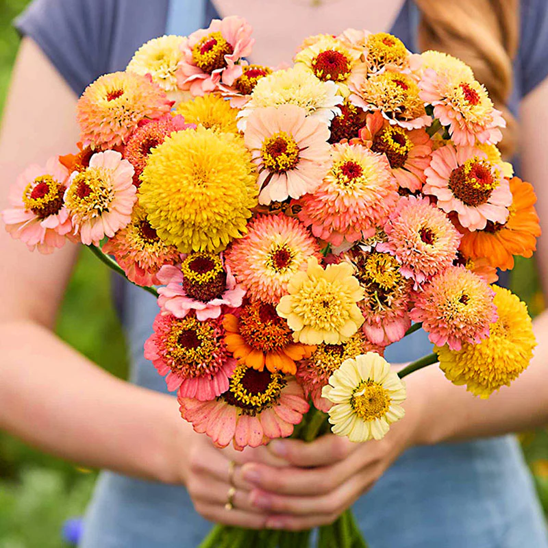 Cresto! Peaches & Cream Zinnia Seeds - Image 3
