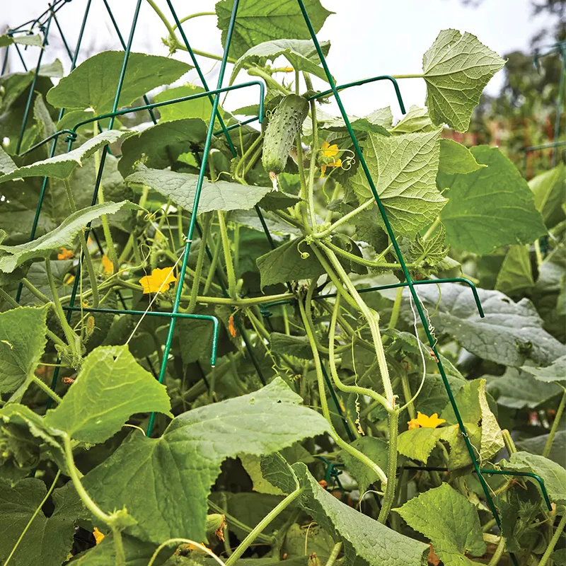 Cucumber, Bragger Hybrid - Image 3
