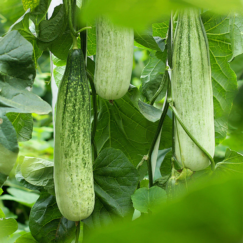 Cucumber, Dragon Suhyo Hybrid - Image 4