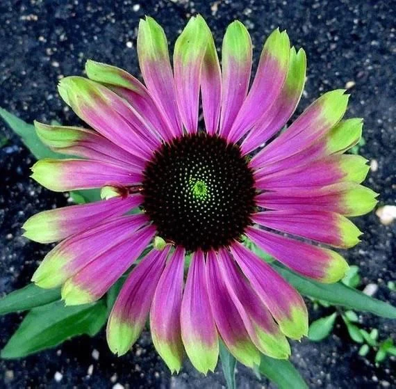 Cyberpunk Hybrid Sunflower Seeds - Image 2