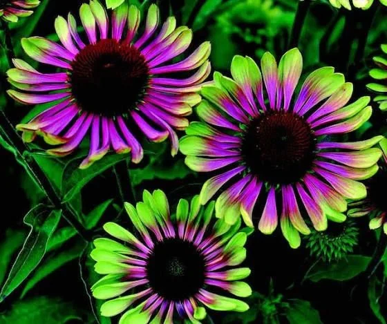 Cyberpunk Hybrid Sunflower Seeds - Image 3