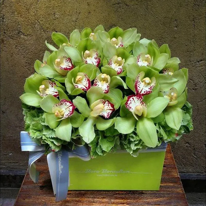 Cymbidium Orchid Seeds-Light Green - Image 2