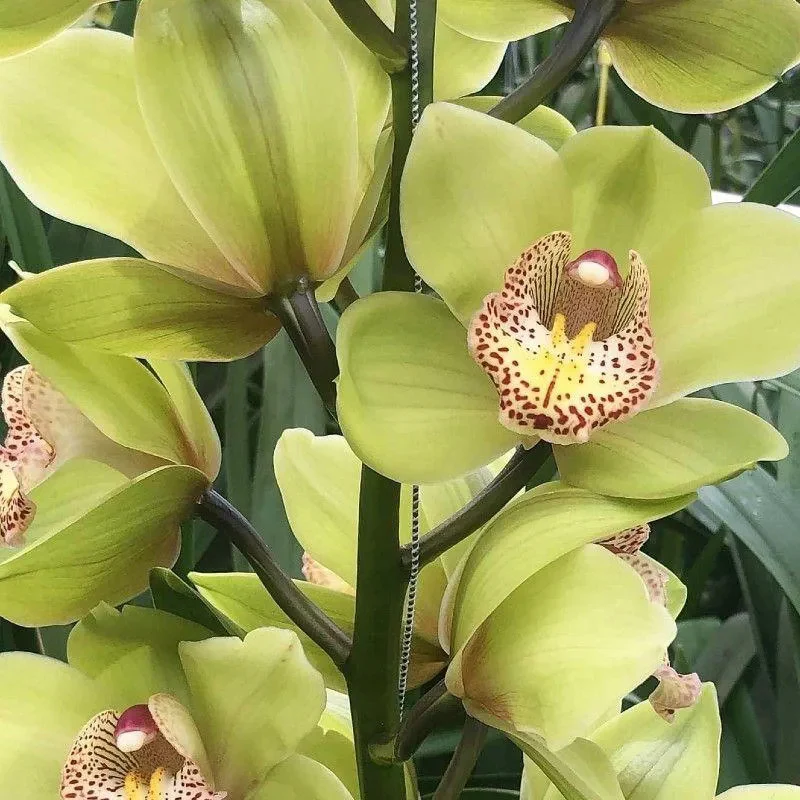 Cymbidium Orchid Seeds-Light Green - Image 3