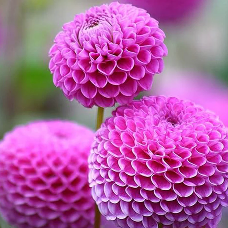 Dahlia Ball Pompon Mix Seeds Annual Flowers Beautiful for Planting - Image 3