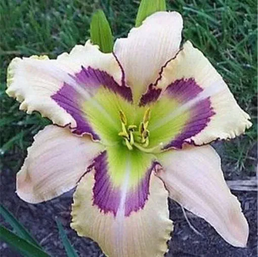 Daylily Hybrid Flowers Seeds, Hemerocallis Hybrid - Image 15