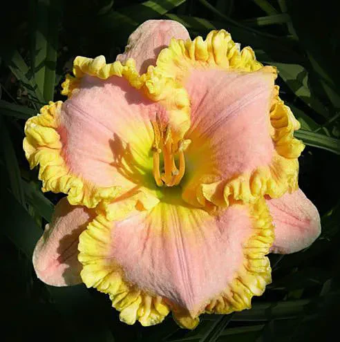 Daylily Hybrid Flowers Seeds, Hemerocallis Hybrid - Image 21