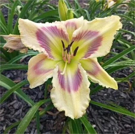 Daylily Hybrid Flowers Seeds, Hemerocallis Hybrid - Image 3