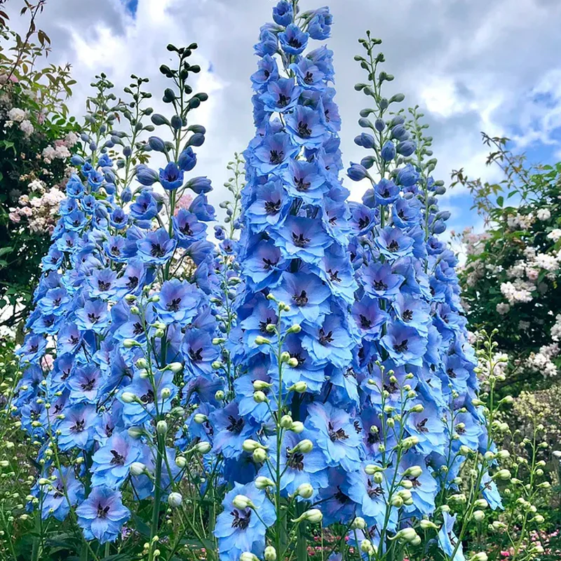 Delphinium Seeds Suitable for autumn & winter - Image 5