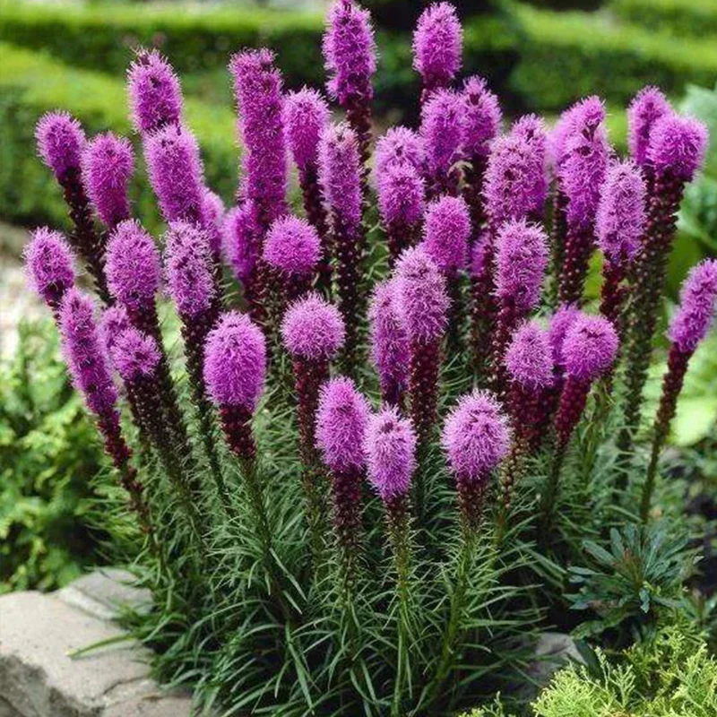 Dense Blazing Star