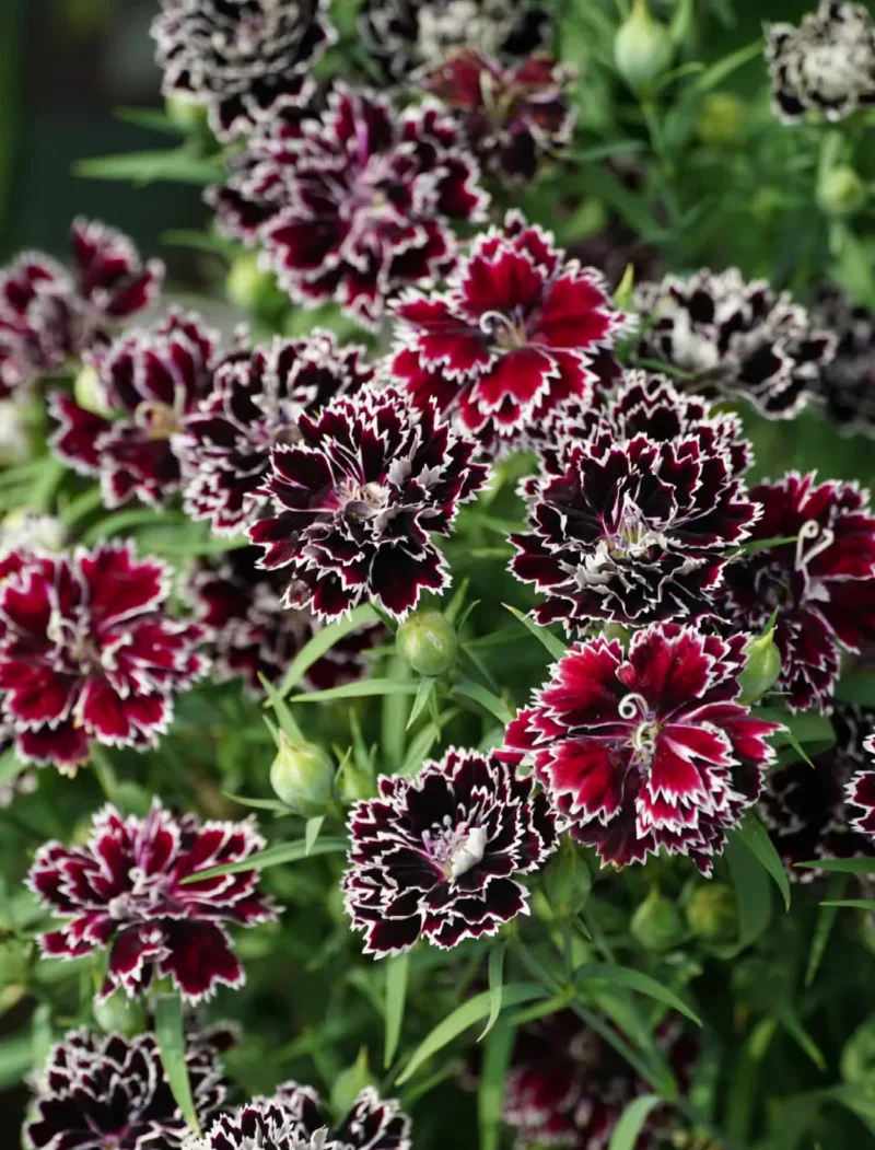 Dianthus Heddewigii Black White Carnation Flower Seed, Non GMO Heirloom - Image 5